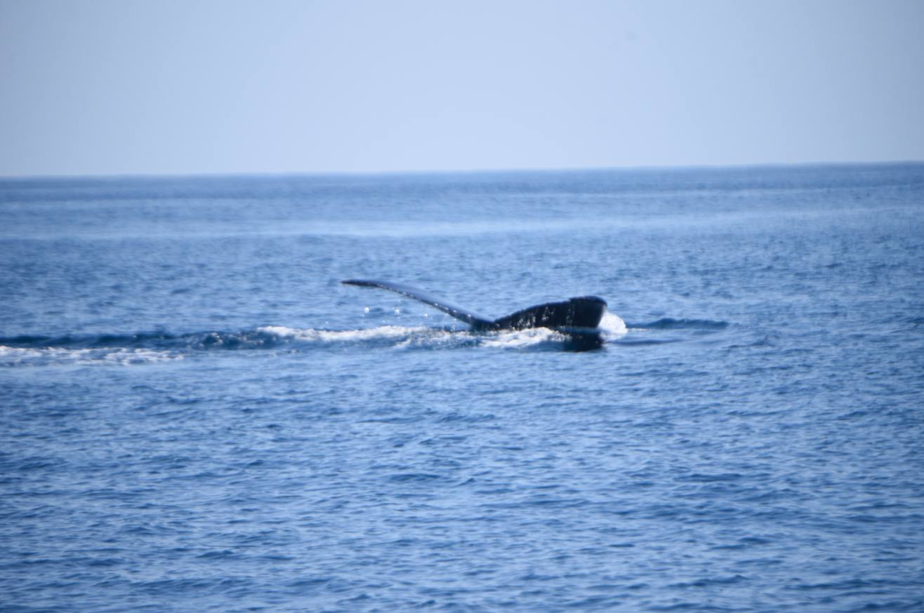 ballenas-costa-pacifica-conap-emisoras-unidas-2 | 