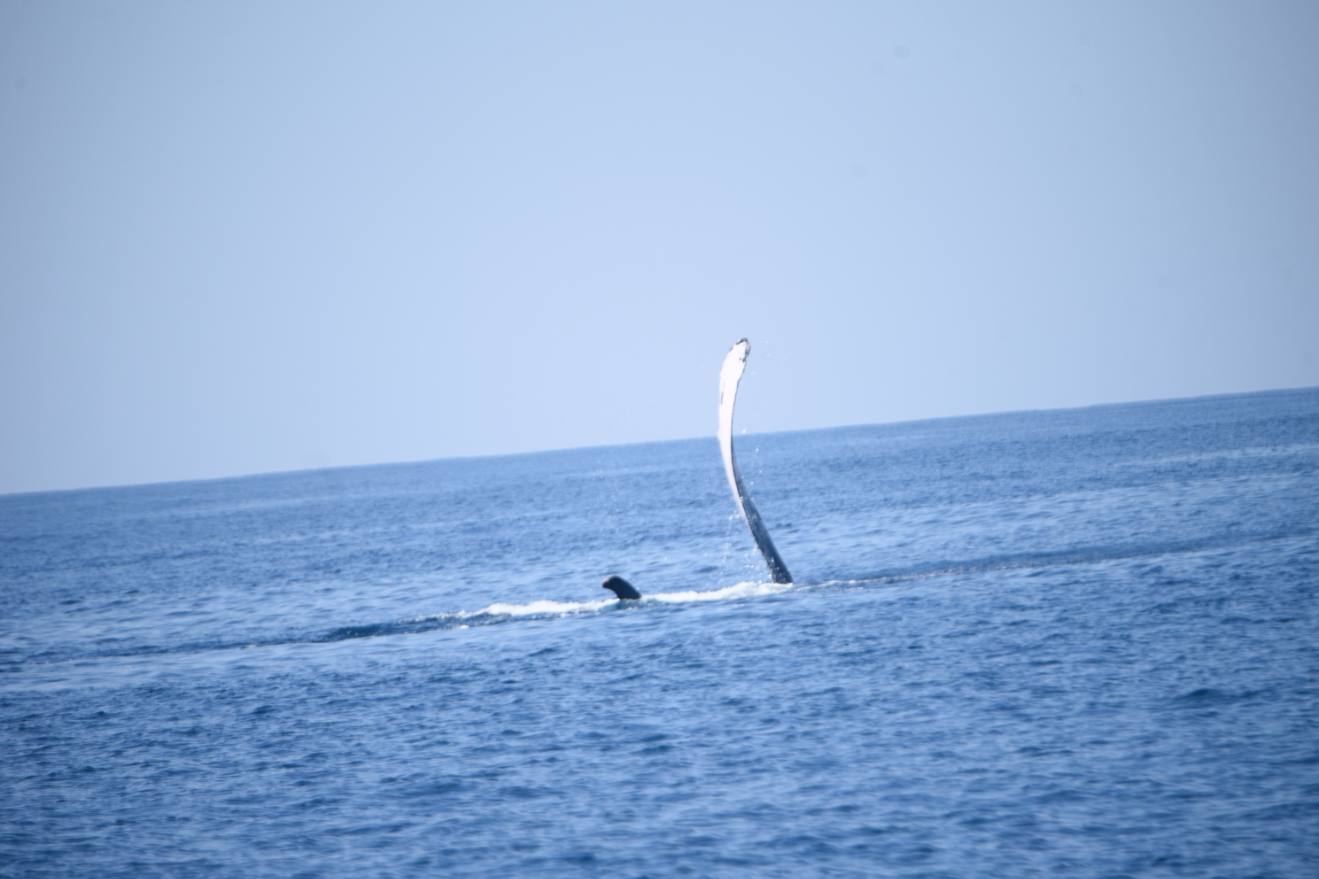 ballenas-costa-pacifica-conap-emisoras-unidas-16 | 