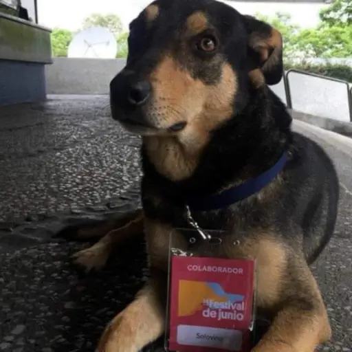 El perro Solovino, colaborador del Teatro Nacional, continuará en el recinto. Foto tomada del Centro Cultural Miguel Ángel Asturias