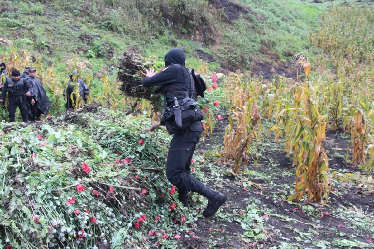 marihuana amapola san cristóbal verapaz Emisoras Unidas Guatemala, 