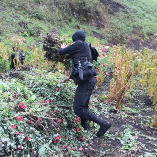 marihuana amapola san cristóbal verapaz Emisoras Unidas Guatemala ,