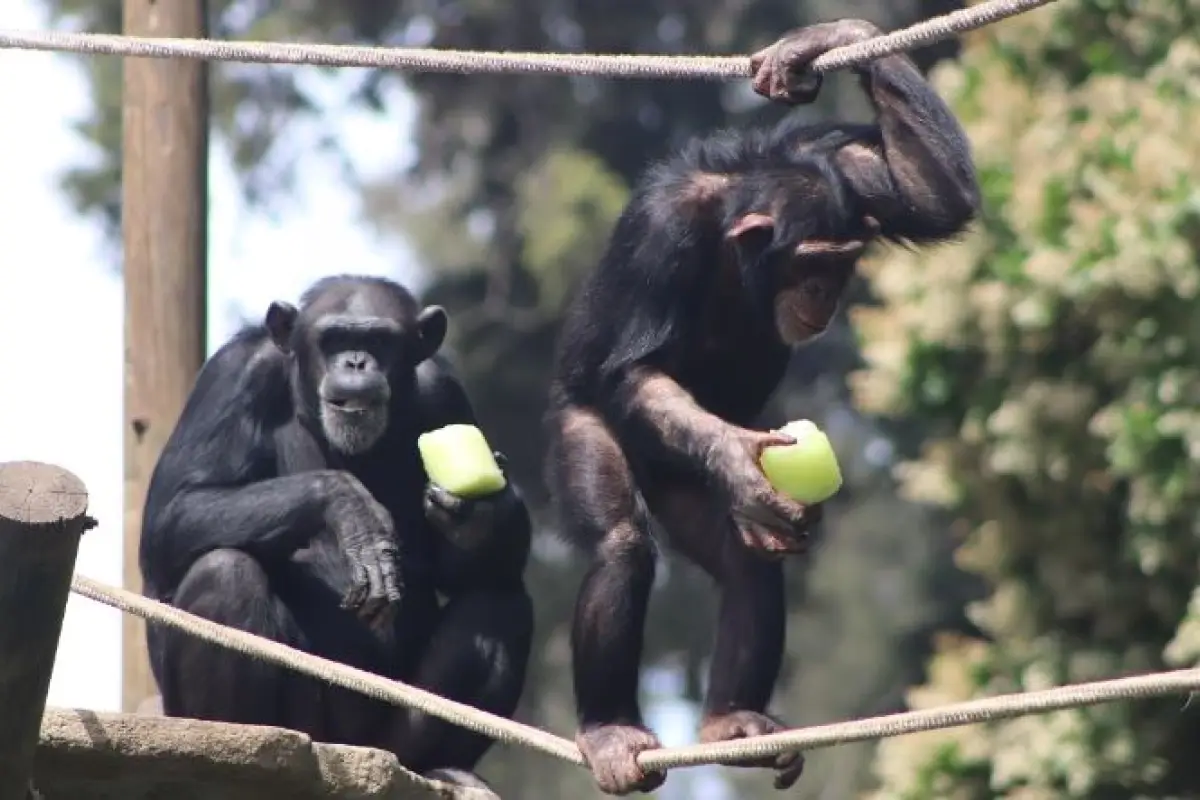 VERANO ZOO, 