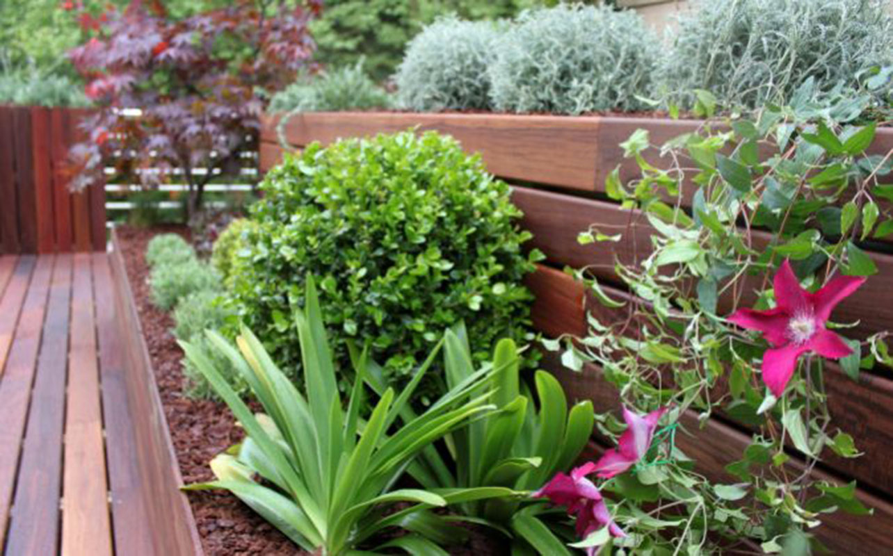 Plantas en verano- | 