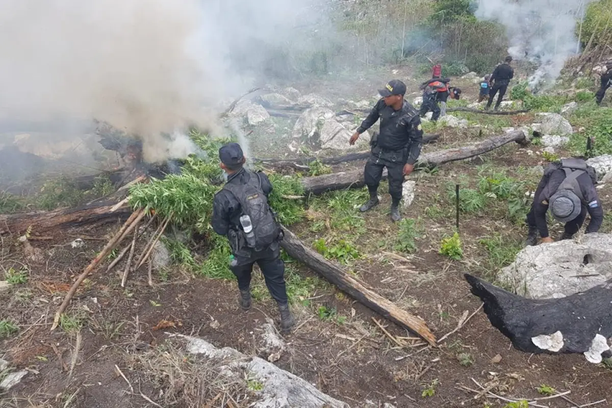 La erradicación de marihuana fue en Melchor, Petén, informó la PNC. 