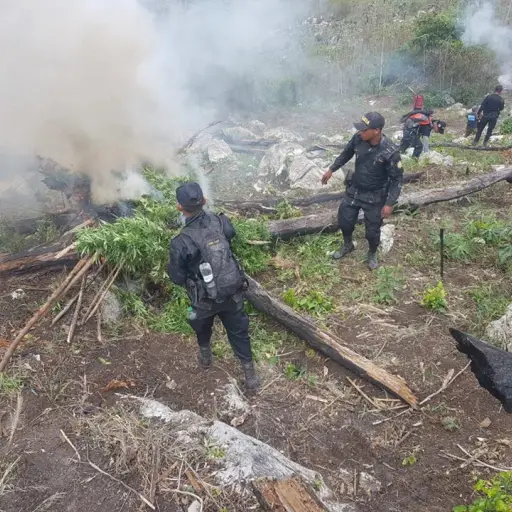 La erradicación de marihuana fue en Melchor, Petén, informó la PNC. 