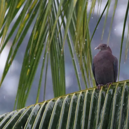Lluvia suroccidente fridel 2 ,
