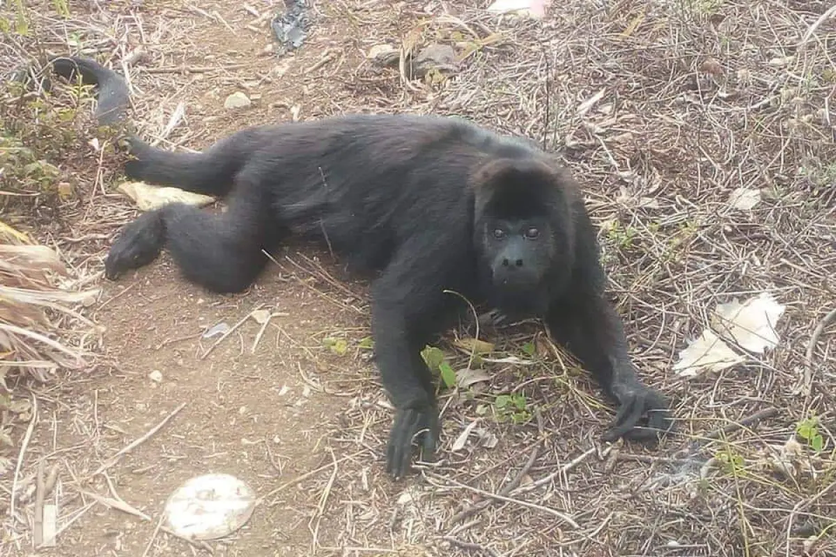 Mono aullador atropellado en Petén