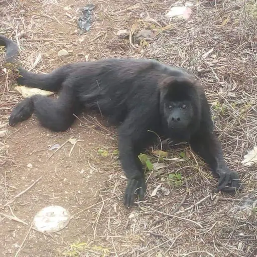 Mono aullador atropellado en Petén