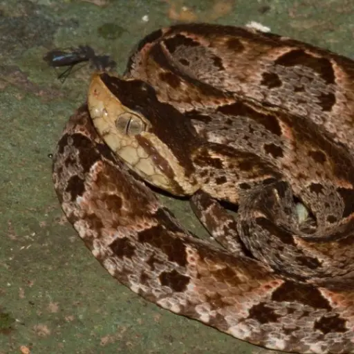 Barba-Amarilla-768x485 ,