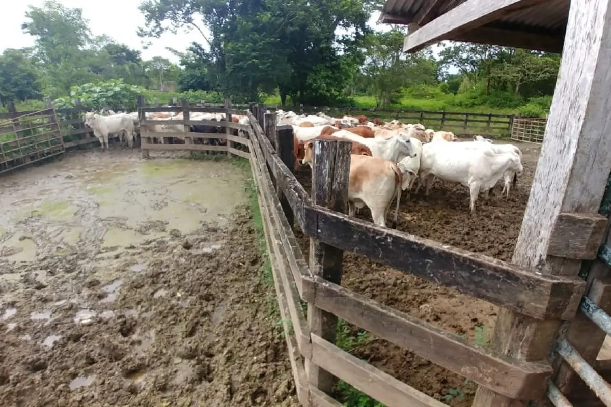 muerte reses Petén Emisoras Unidas Guatemala, 