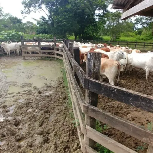 muerte reses Petén Emisoras Unidas Guatemala ,