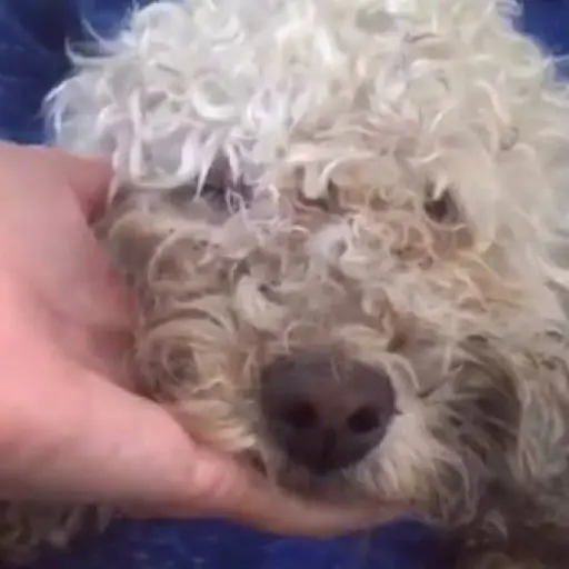 Homer fue rescatado ayer en Amatitlán 