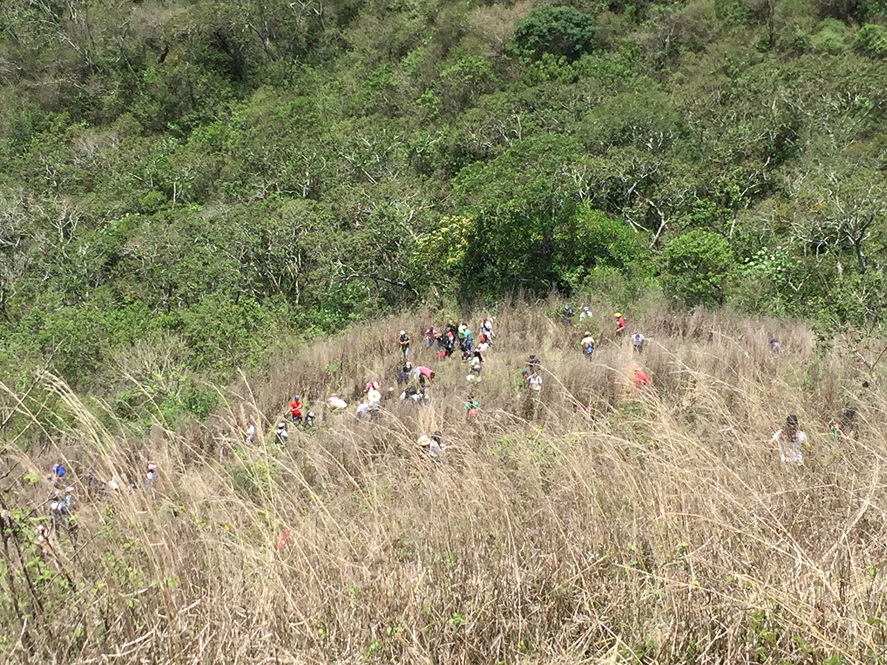 Reforestan el departamento de Guatemala con cinco mil árboles-011 | 