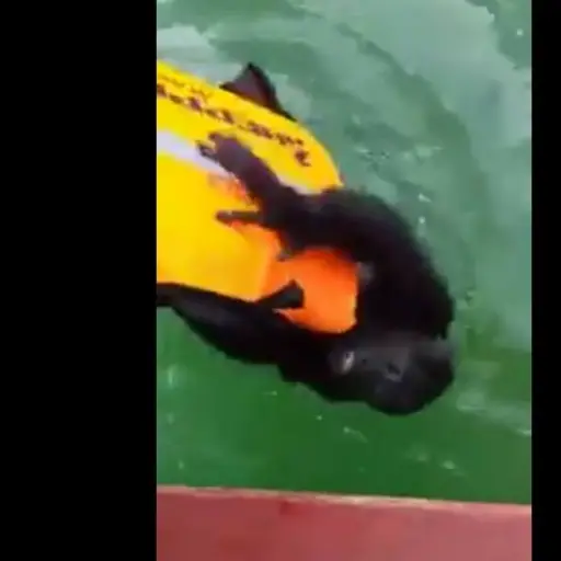 El animal logró subirse a la embarcación al aferrarse a un salvavidas. Foto tomada de redes sociales.