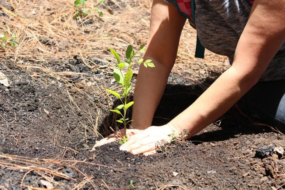 Buscan superar la cifra de reforestación del 2023. Foto ilustrativa.