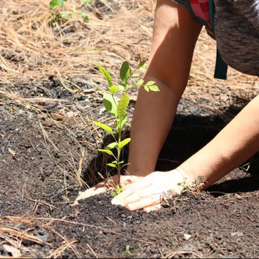 Buscan superar la cifra de reforestación del 2023. Foto ilustrativa.