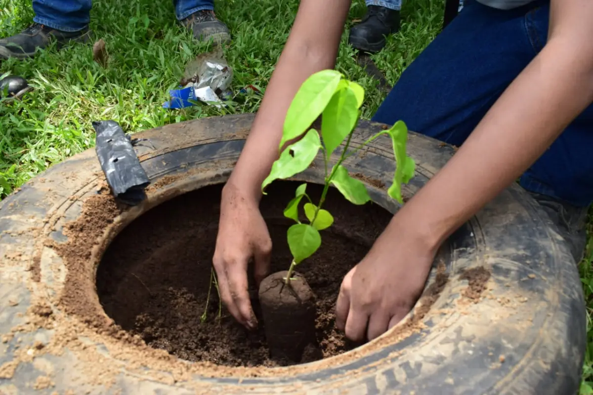 Reforestación en el Día del árbol