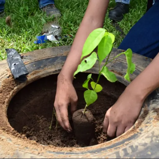 Reforestación en el Día del árbol