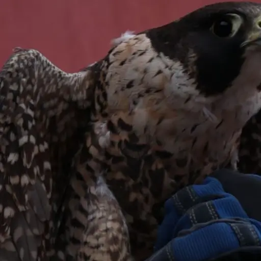 halcon peregrino Bomberos Reforma Emisoras Unidas Guatemala ,