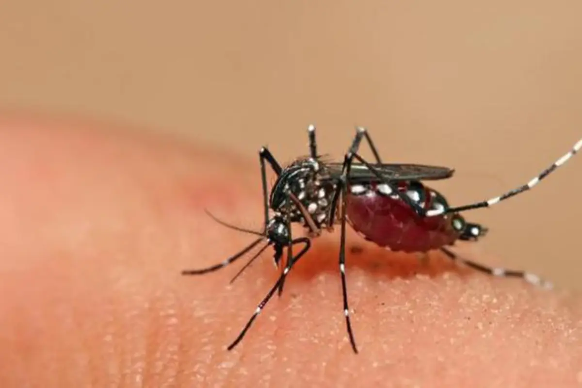 Se eleva a 40 el número de muertes por dengue en Honduras--, 