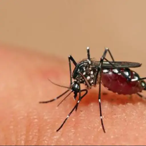 Se eleva a 40 el número de muertes por dengue en Honduras-- ,