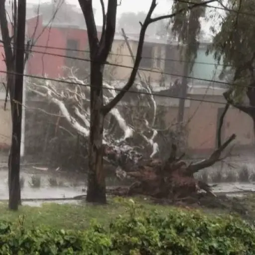 Árbol caído en la zona 5. Foto: Conred.