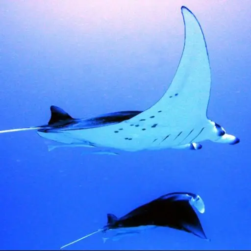 Mantarraya pide ayuda a buzo para que le quite molestos anzuelos