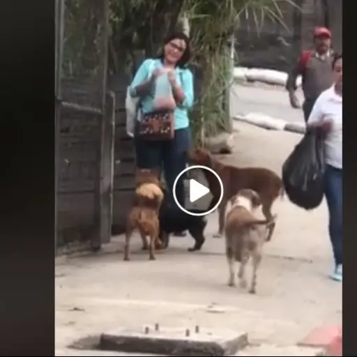 perros de la calle ,