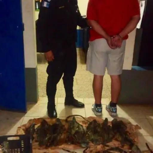 iguanas-emisoras-1 ,