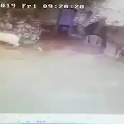 oso-polar-zoologico-mujer ,