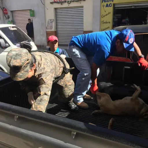 Rescatan a perros callejeros en Totonicapán ,