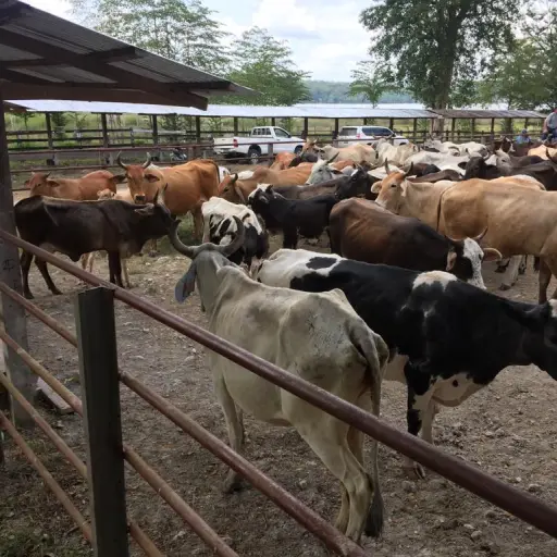 Ganado Alejandro Sinibaldi Emisoras Unidas Guatemala ,