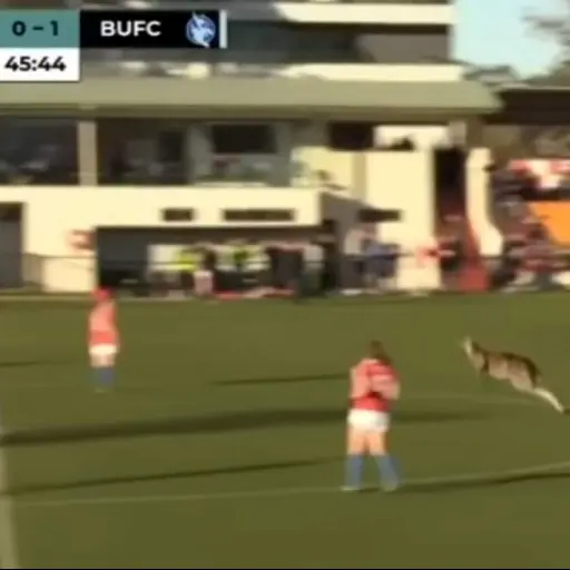 canguro detuvo partido ,