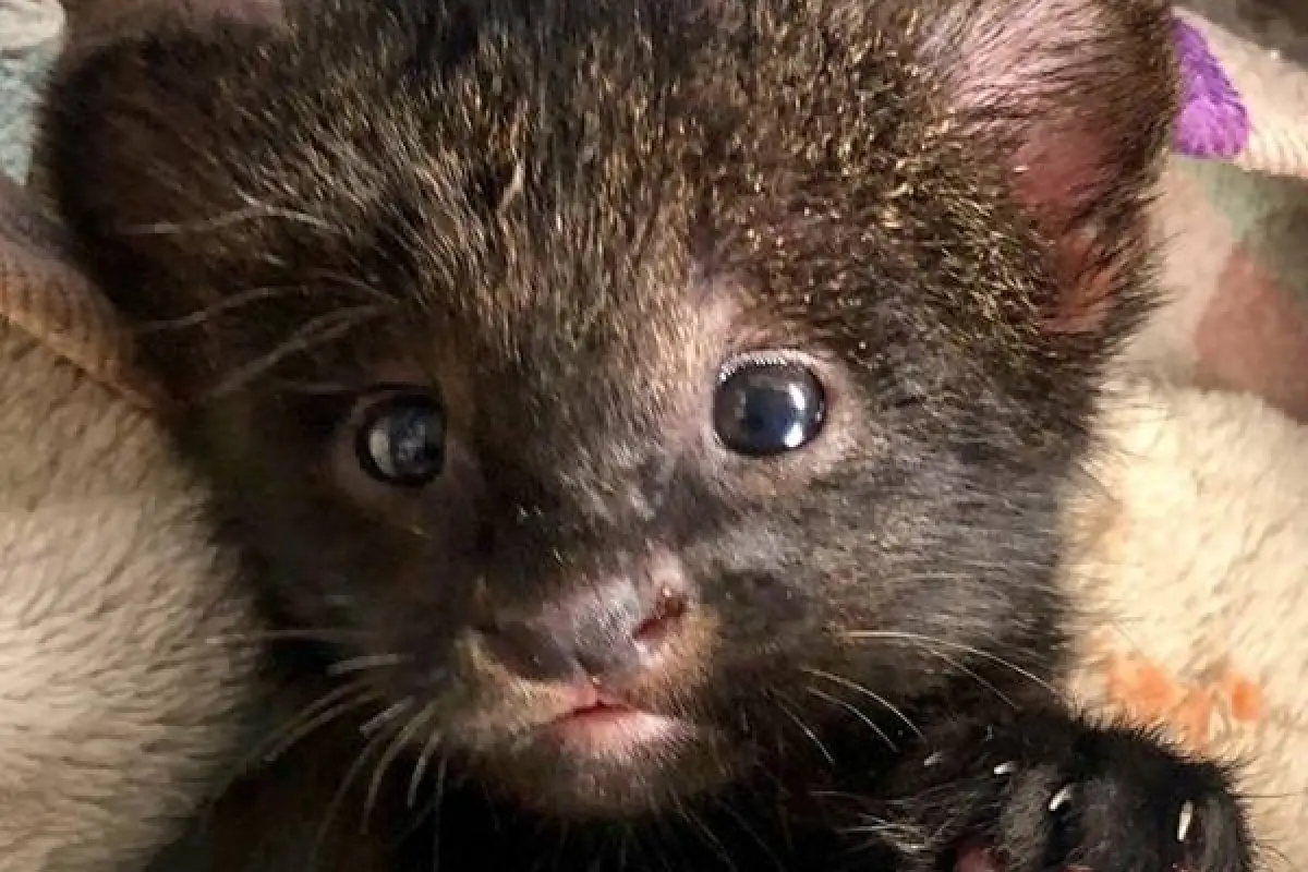 Cachorro de jaguarundi nacido en La Aurora