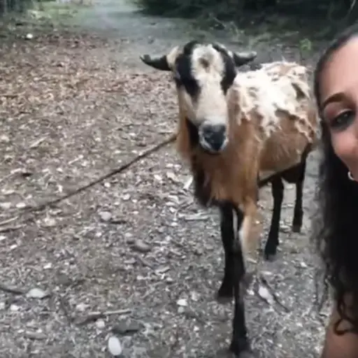 selfie cabra Emisoras Unidas Guatemala ,