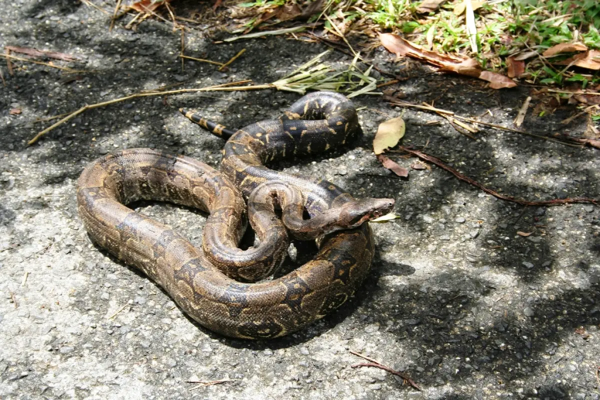 boa-mazacuata-suchitepéquez, 