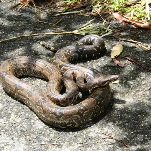 boa-mazacuata-suchitepéquez ,