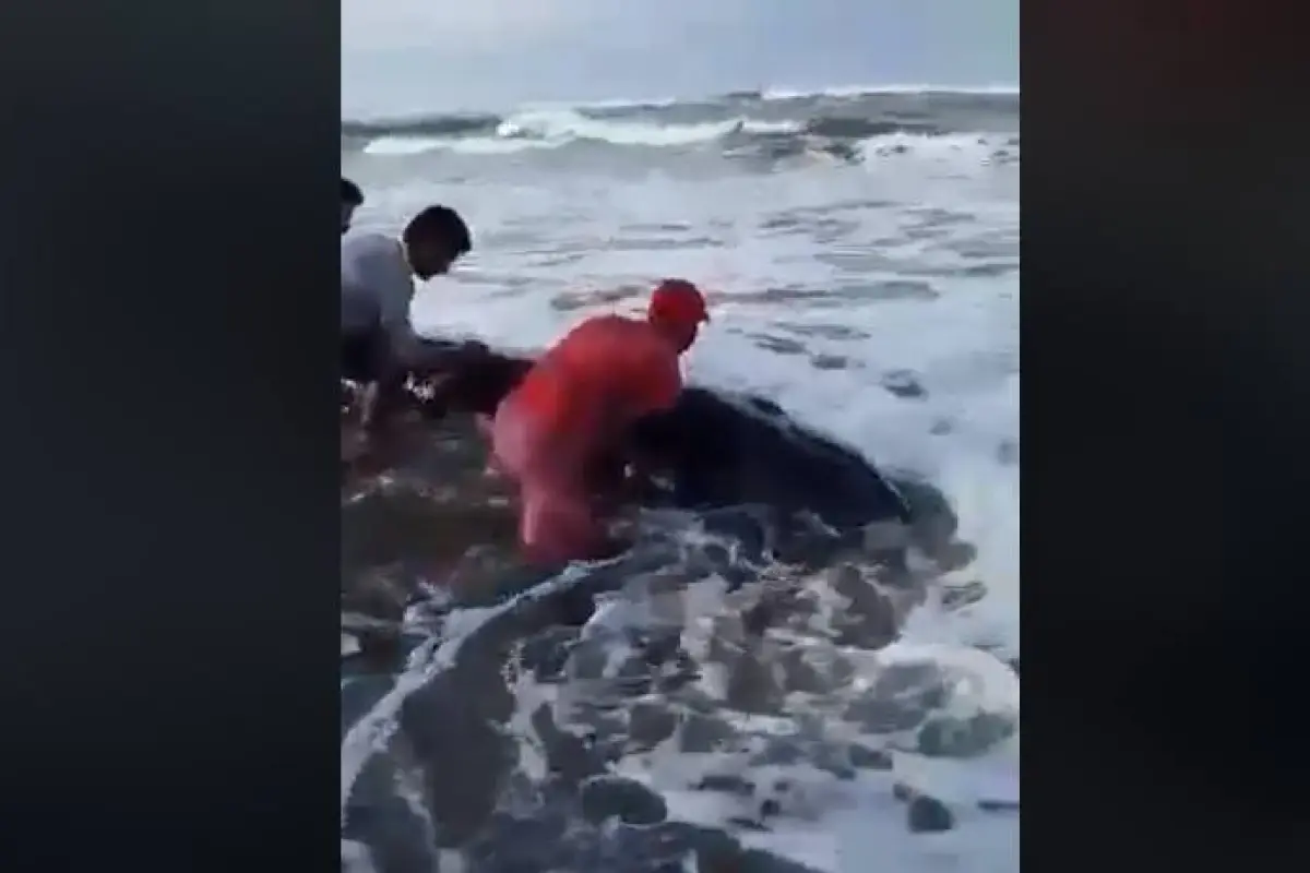 Rescate de ballena en playa de Tulate, 