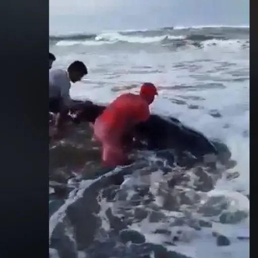 Rescate de ballena en playa de Tulate ,