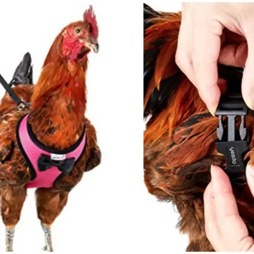 correa-sujeta-arnes-ajusta-cuerpo_20_0_1060_660 ,