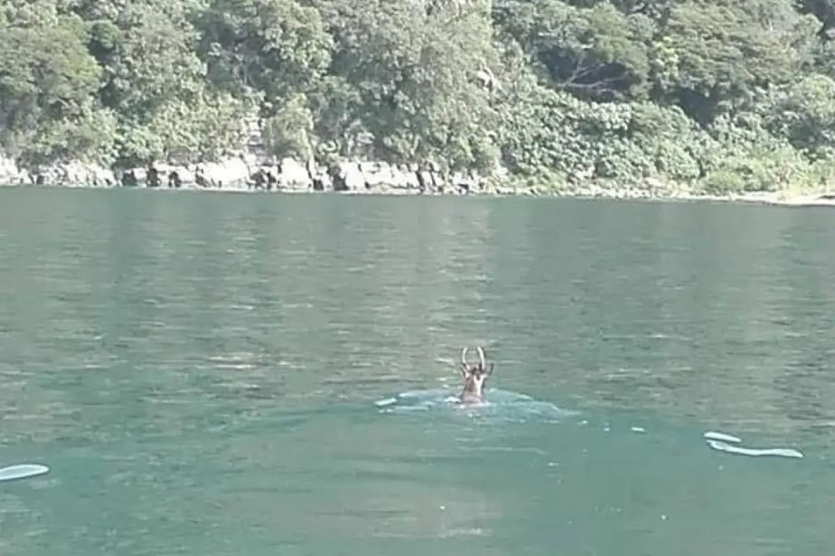 venado lago de atitlán Sololá Emisoras Unidas Guatemala, 