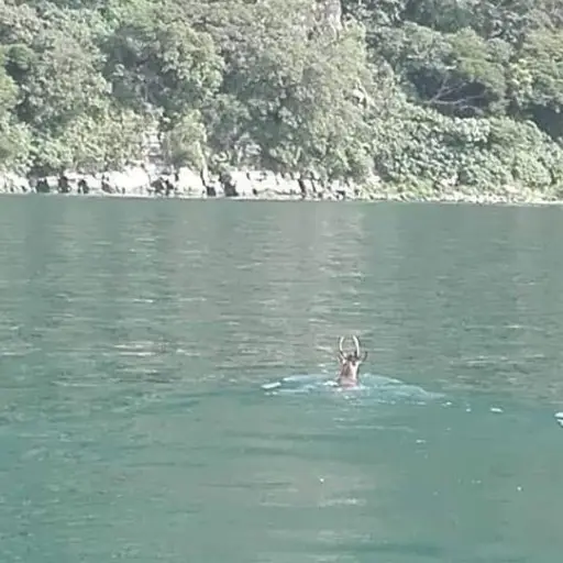 venado lago de atitlán Sololá Emisoras Unidas Guatemala ,