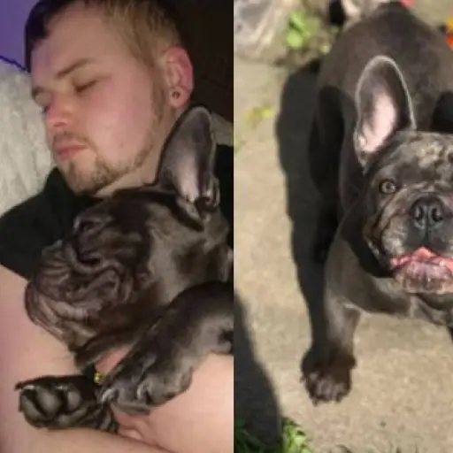 perro-muere-despues-dueño- ,