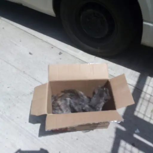 El animal fue puesto en un lugar seguro.