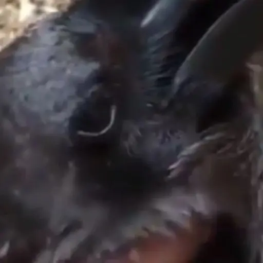 El nuevo reto se ha vuelto viral. 