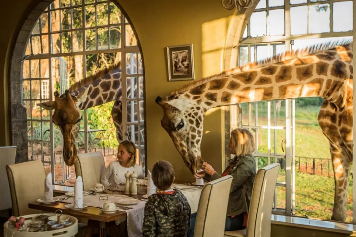 Giraffe-Breakfast-in-the-Sunroom-at-Giraffe-Manor, 