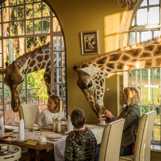Giraffe-Breakfast-in-the-Sunroom-at-Giraffe-Manor ,