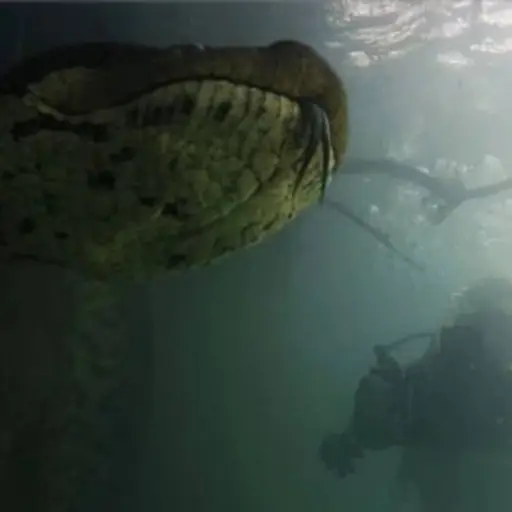 Anaconda Bartalome Bobe ,