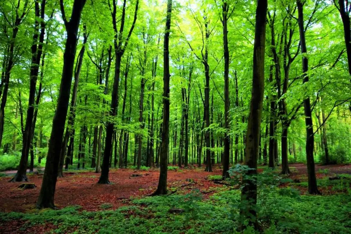 green-forest-trees.jpg.860x0_q70_crop-scale, 