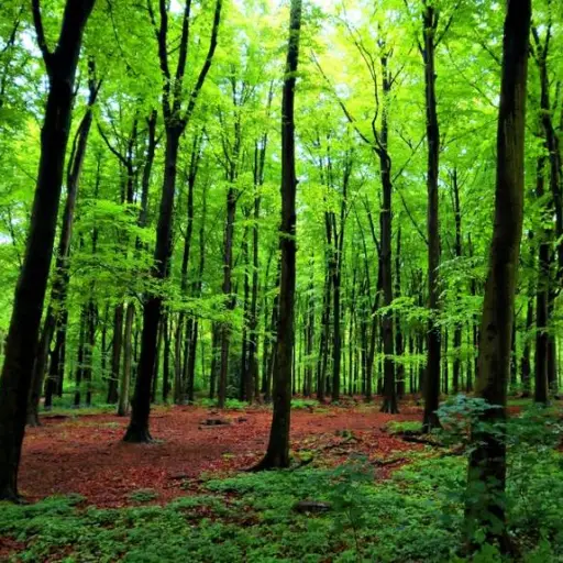 green-forest-trees.jpg.860x0_q70_crop-scale ,